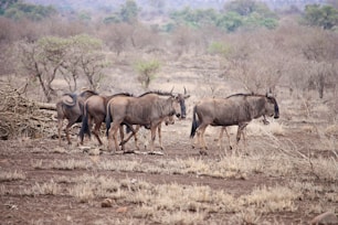 brown wildebeests standing on brown sands