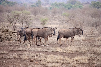 brown wildebeests standing on brown sands