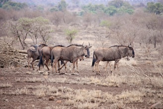 brown wildebeests standing on brown sands