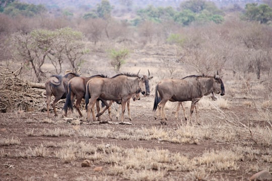 brown wildebeests standing on brown sands in Okavango Delta Botswana