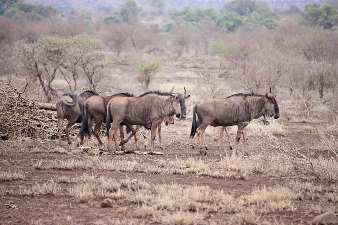 Plain photo spot Okavango Delta Moremi Game Reserve