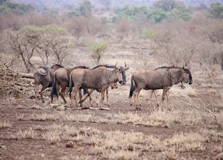 brown wildebeests standing on brown sands