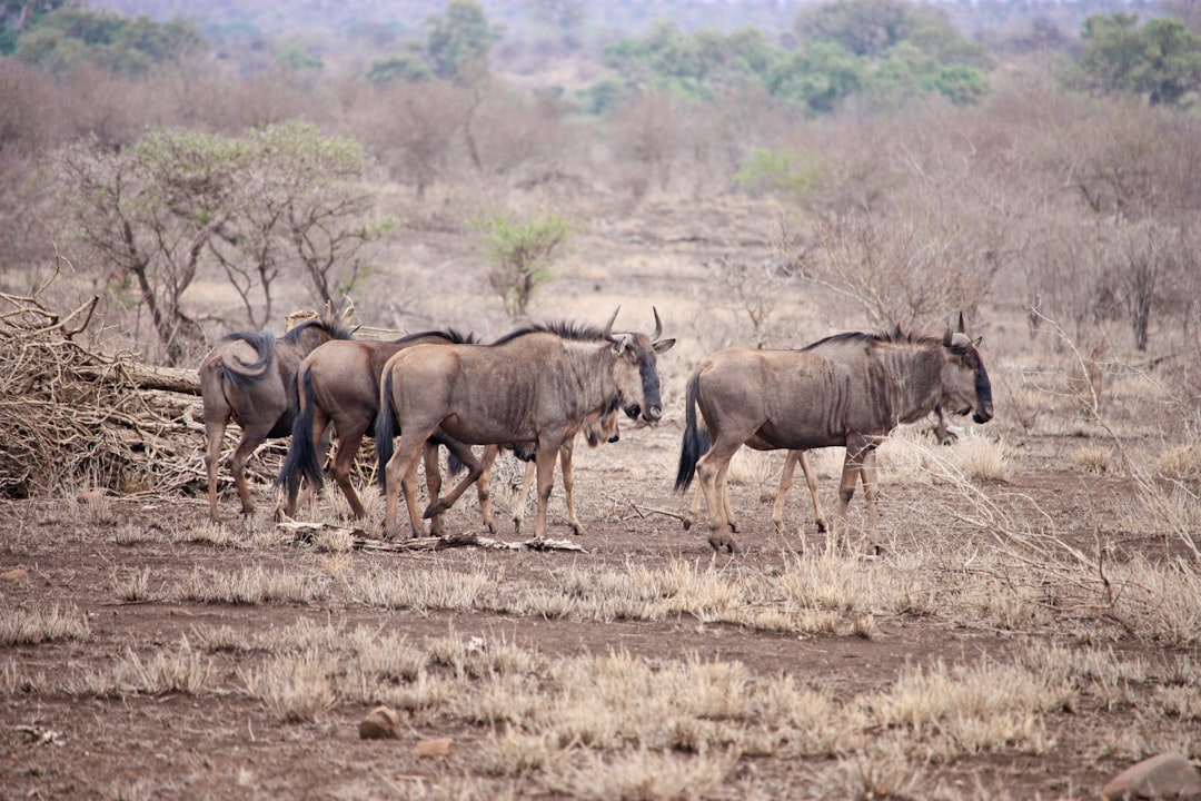 brown wildebeests standing on brown sands, A family of wildebeests from a self-drive safari through the Okavango Delta i