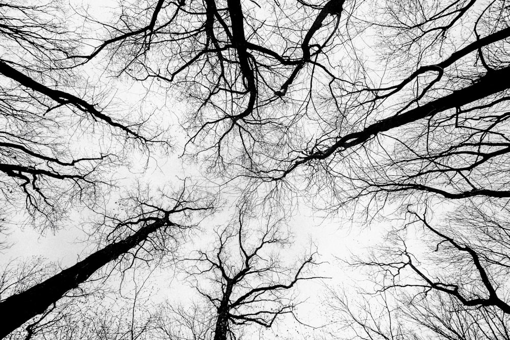 Fotografía de árboles desnudos