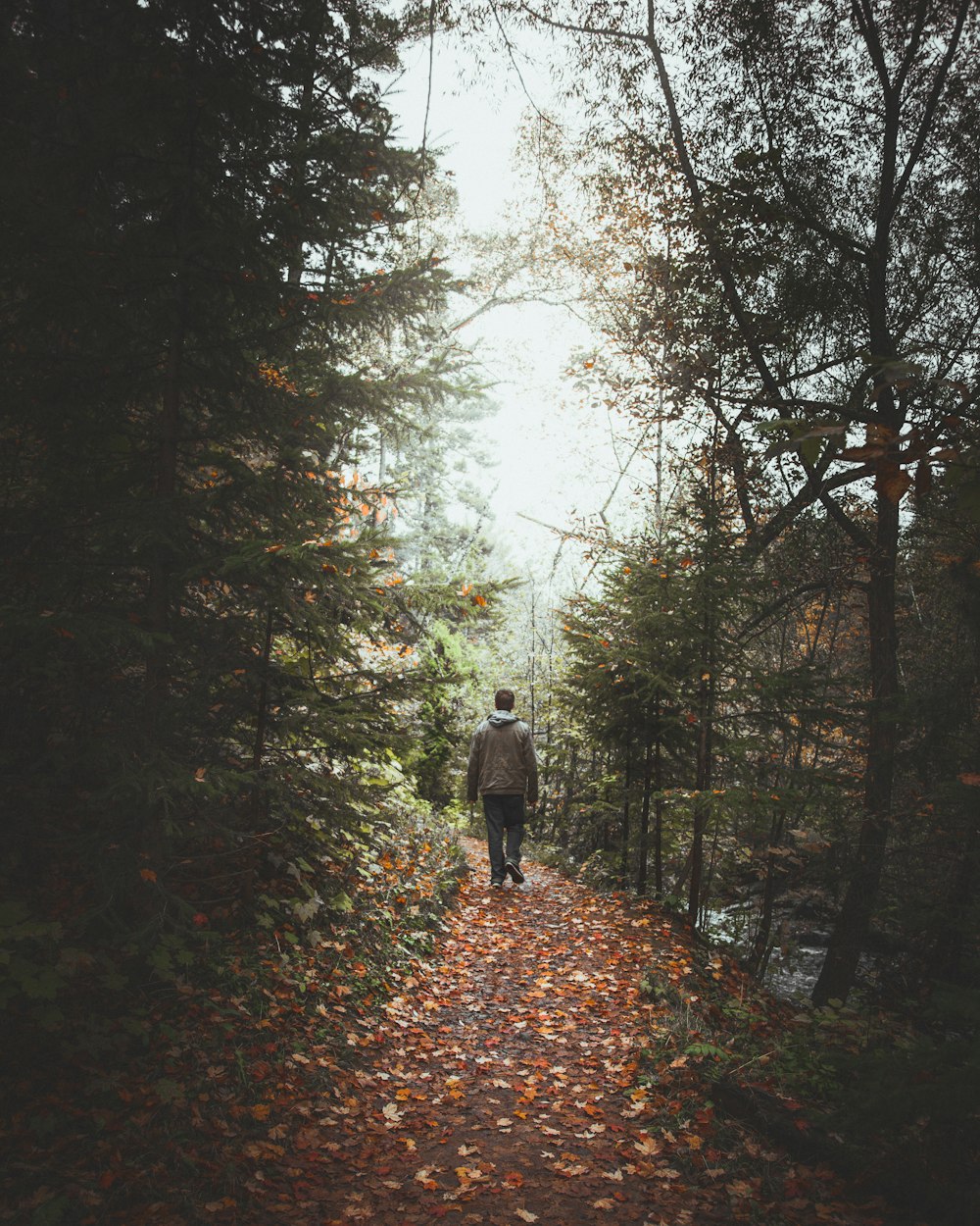 homme marchant sur le sentier entre les arbres