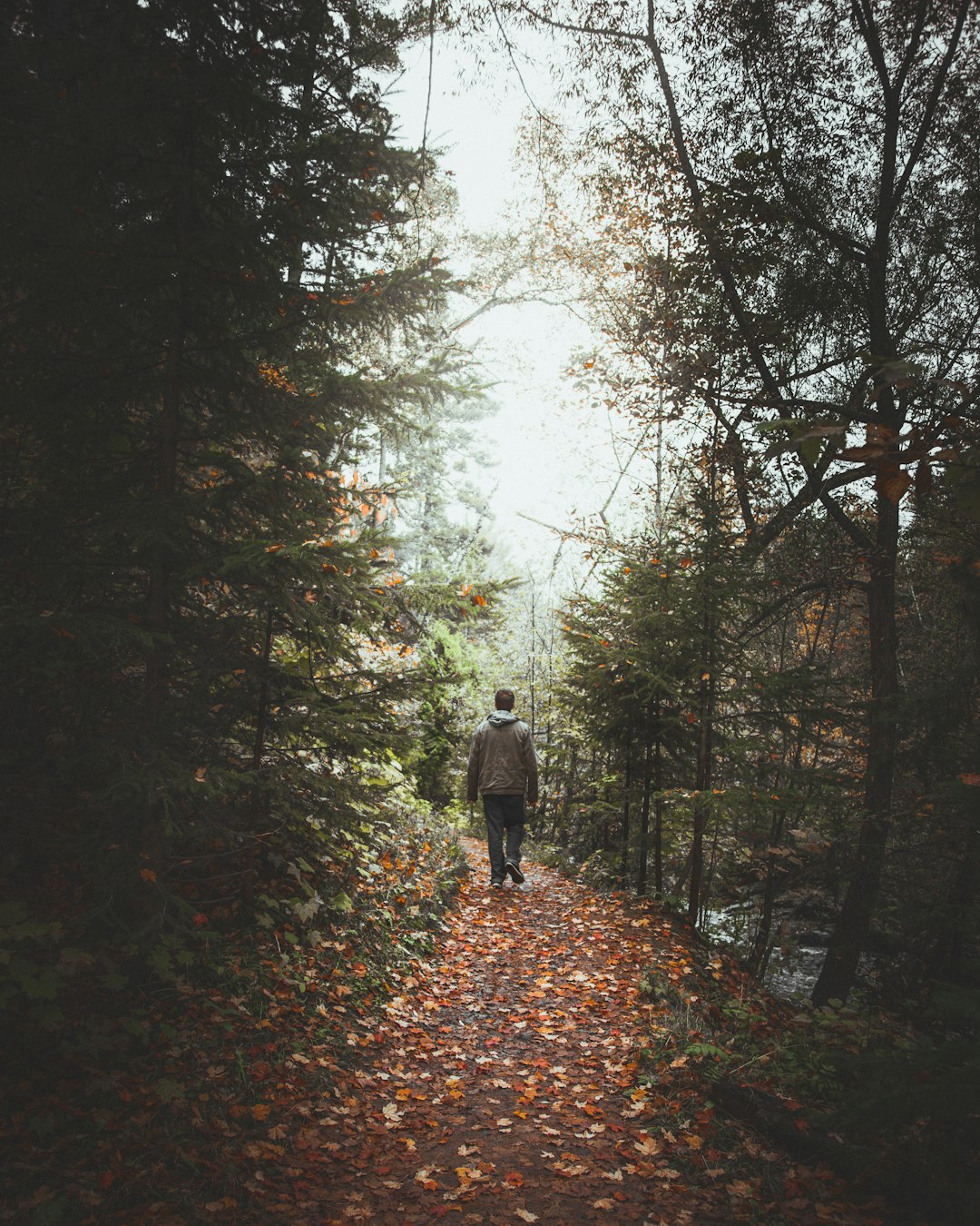 photo of Duluth Forest near Amnicon Falls State Park