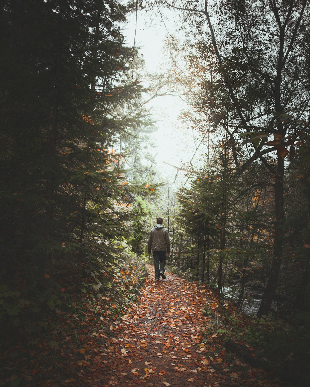man walking on pathway between trees