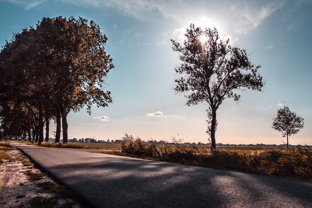 sunlight behind trees