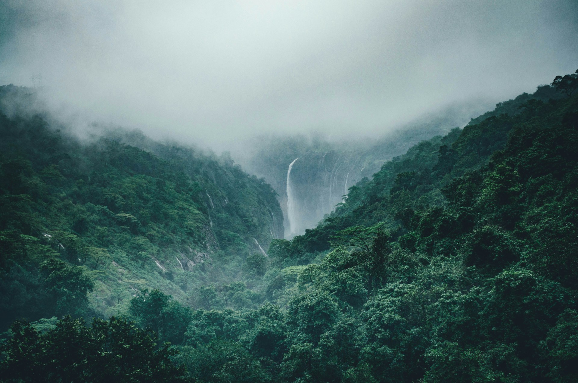 landscape photography of trees