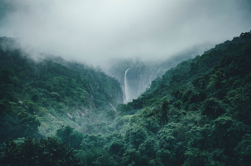 landscape photography of trees