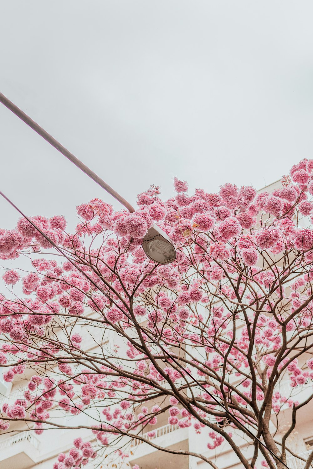 cherry blossom tree under white sky