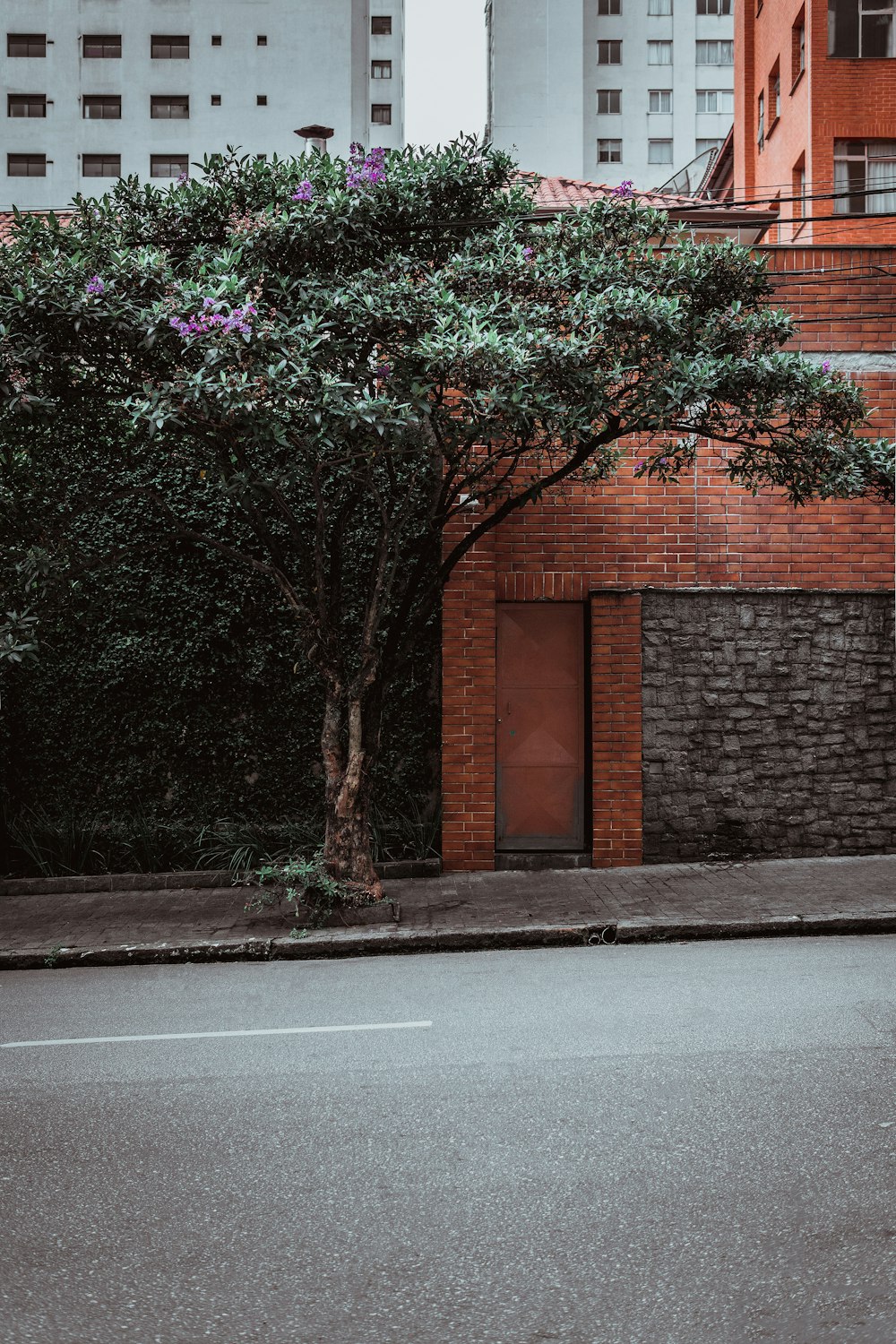 tree in front of brown building