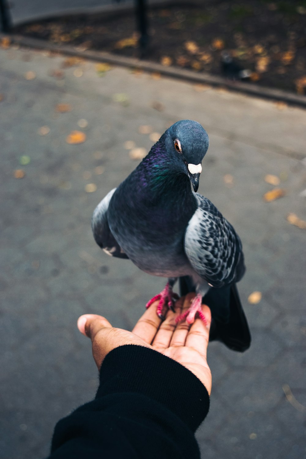 rock pigeon on person's left palm