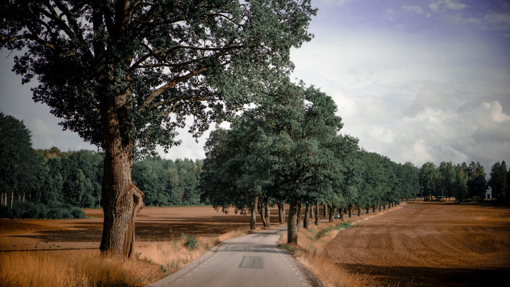 road surrounded by trees in between brown grass field