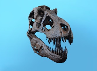 A fossilized dinosaur skull with large, sharp teeth and prominent eye sockets is displayed against a solid blue background. The texture of the skull appears rugged and worn, highlighting the ancient nature of the artifact.