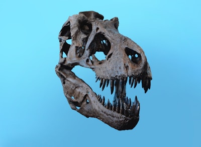 A fossilized dinosaur skull with large, sharp teeth and prominent eye sockets is displayed against a solid blue background. The texture of the skull appears rugged and worn, highlighting the ancient nature of the artifact.
