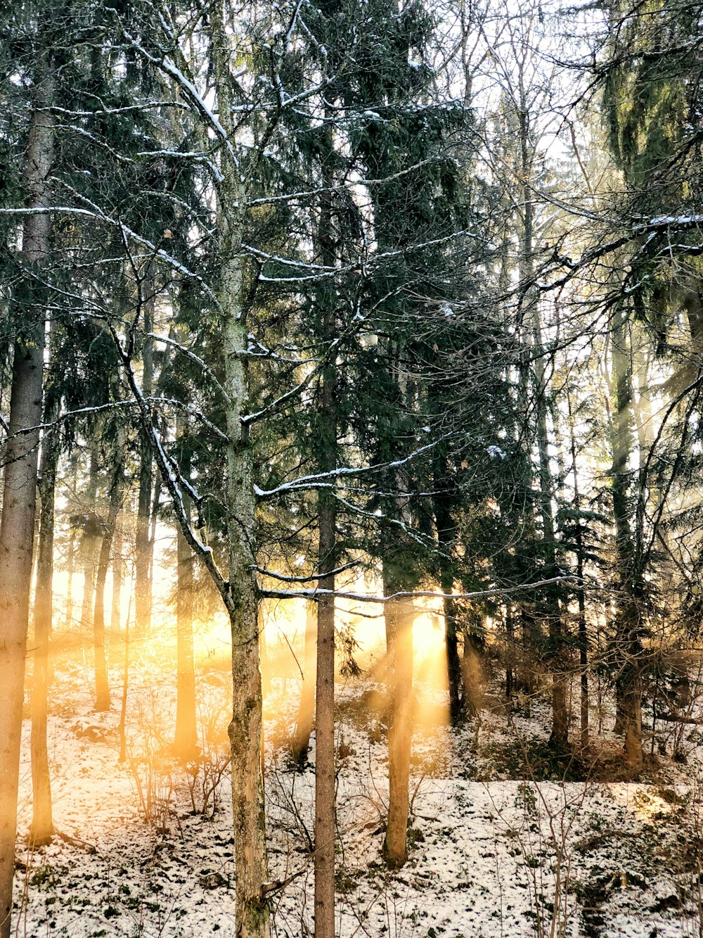 forest photo during daytime