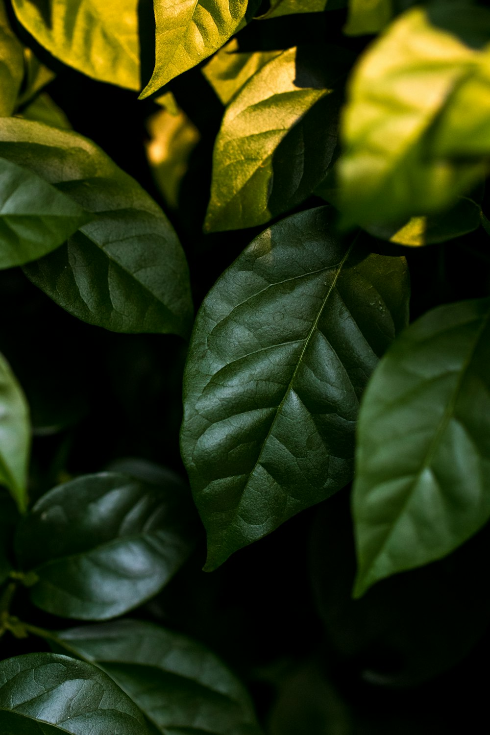 closeup photo of ovate leafed plant