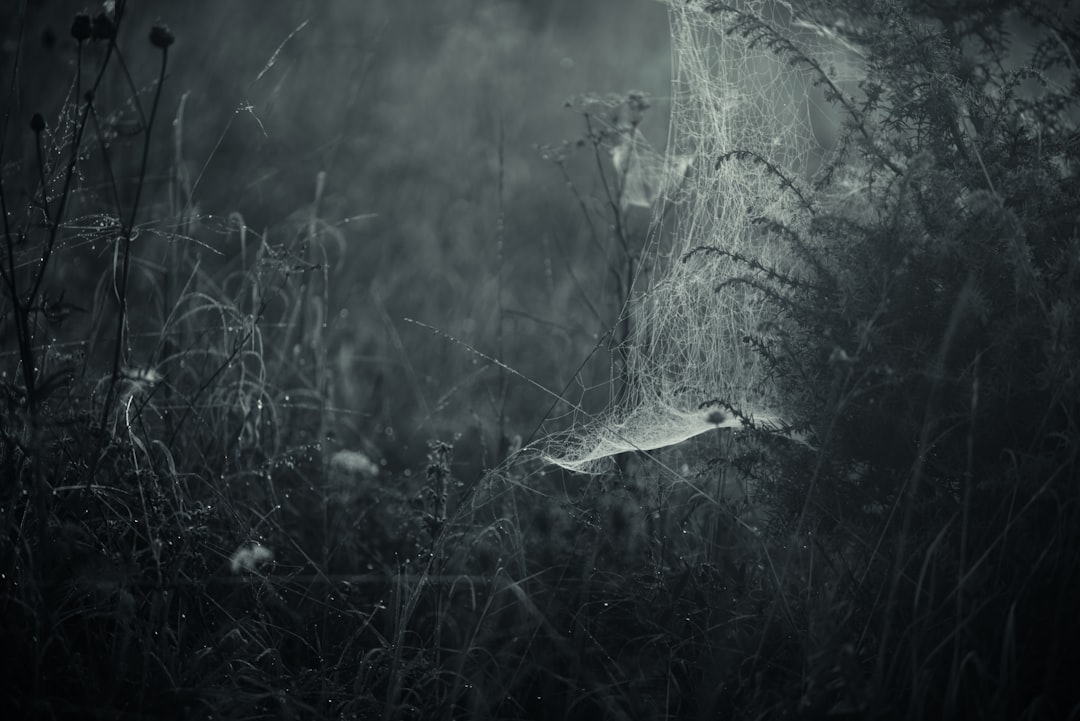 grayscale photo of spider's web and grass field