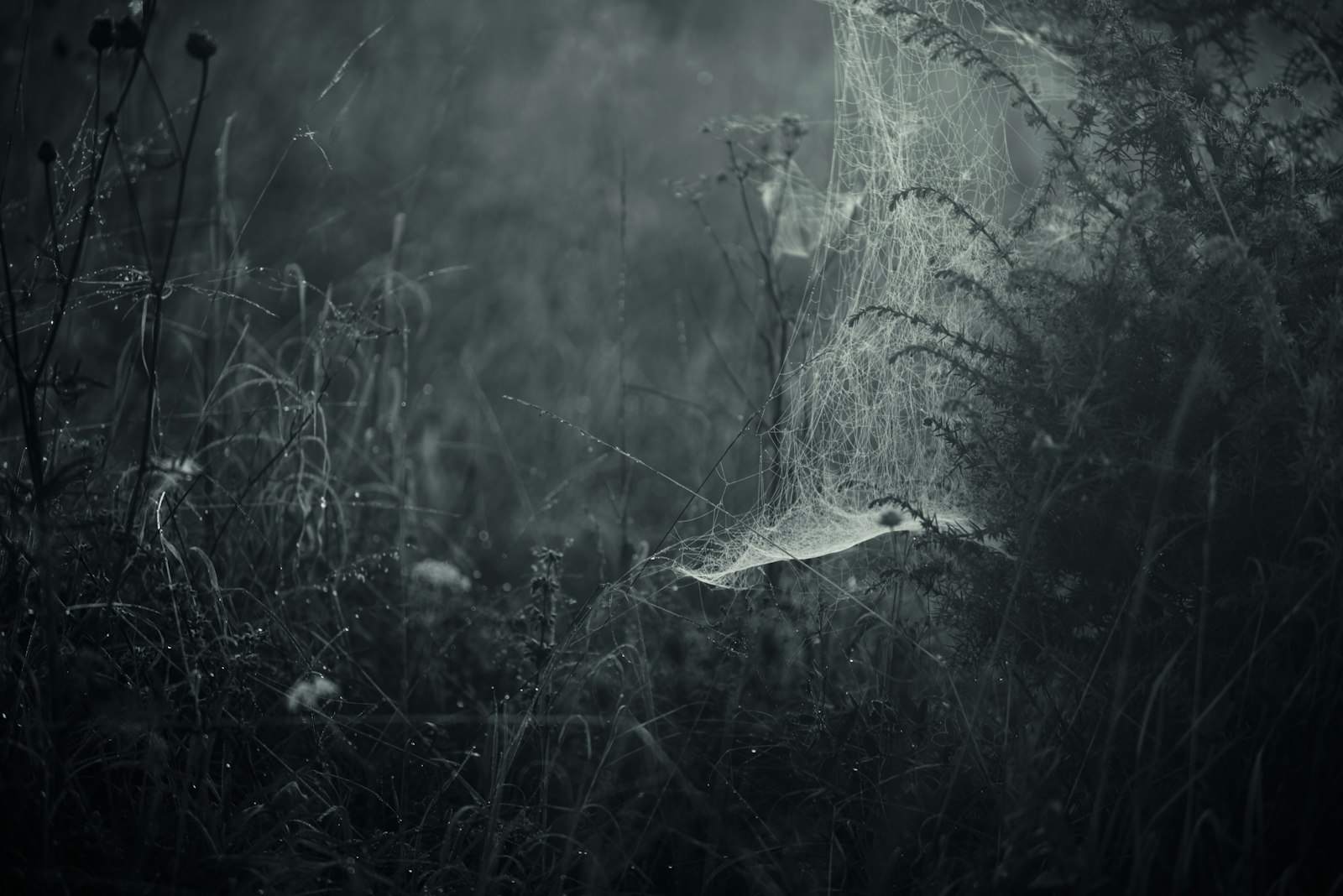 Nikon D610 sample photo. Grayscale photo of spider's photography