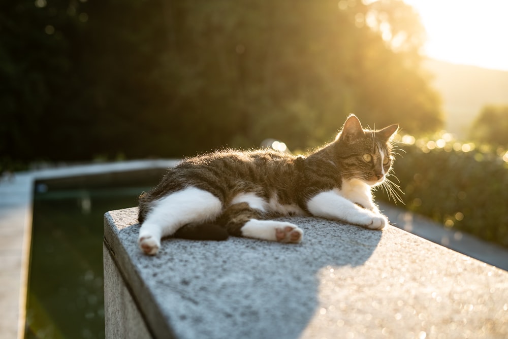 short-fur black and white cat lying on gray concrete post near green trees at golden hour