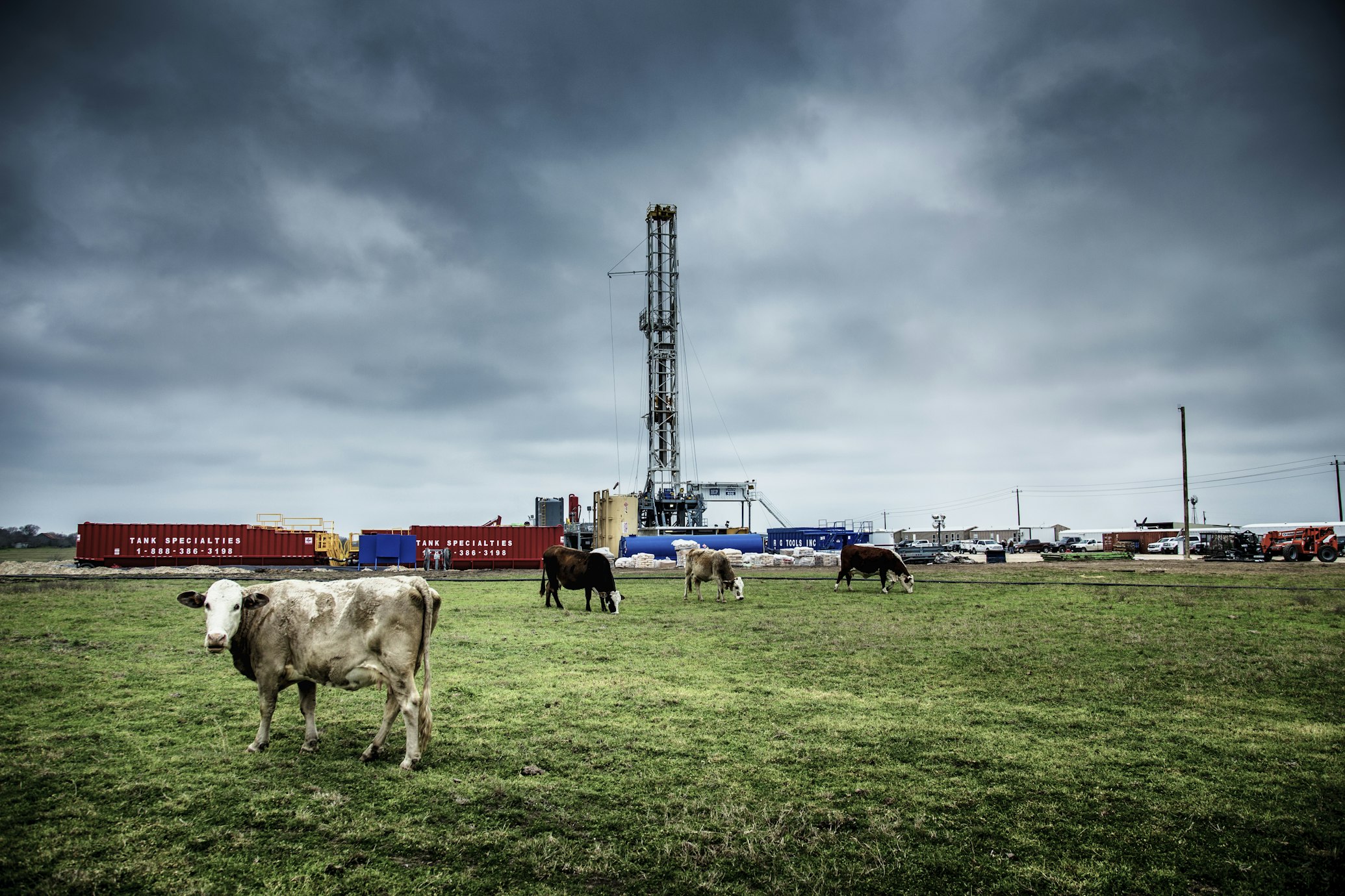 Cows near an oil yard (Donald Giannatti via Unsplash)