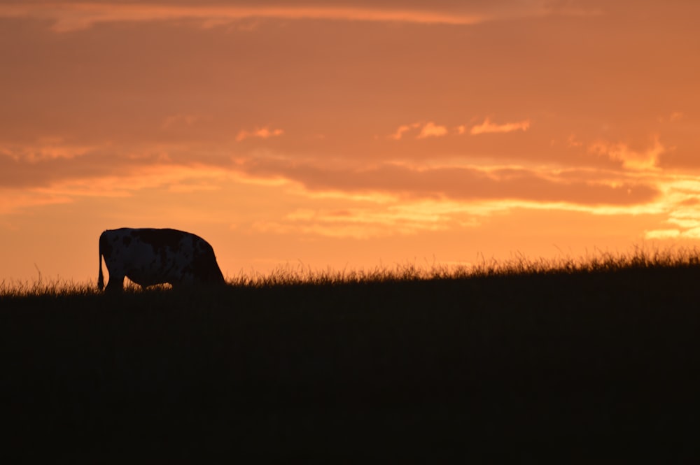 silhouette of animal in grass