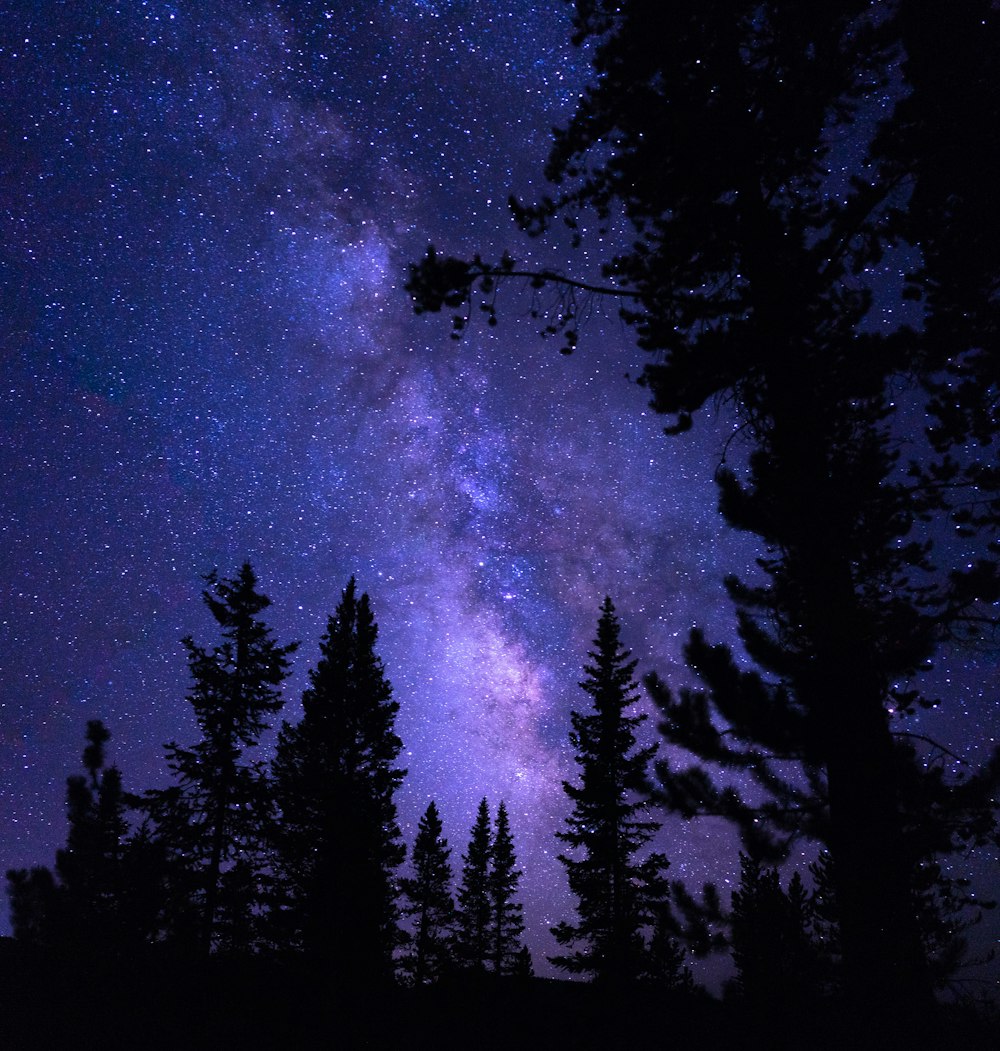 silueta de árboles bajo galaxia púrpura