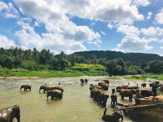 brown elephants on body of water under blue cloudy sky during daytime