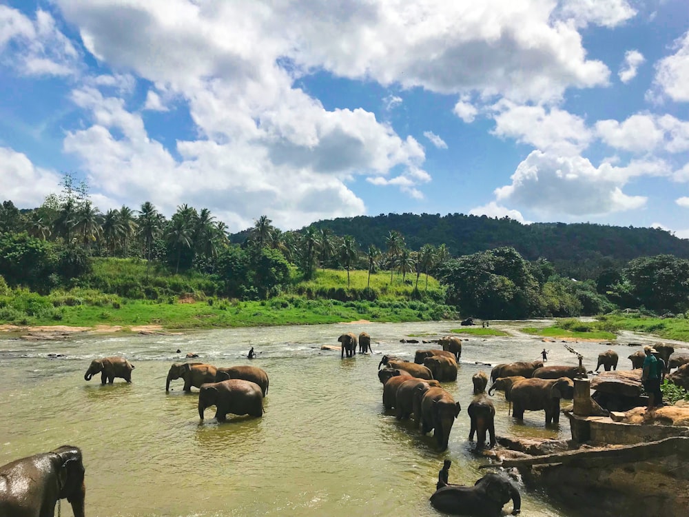 brown elephants on body of water under blue cloudy sky during daytime