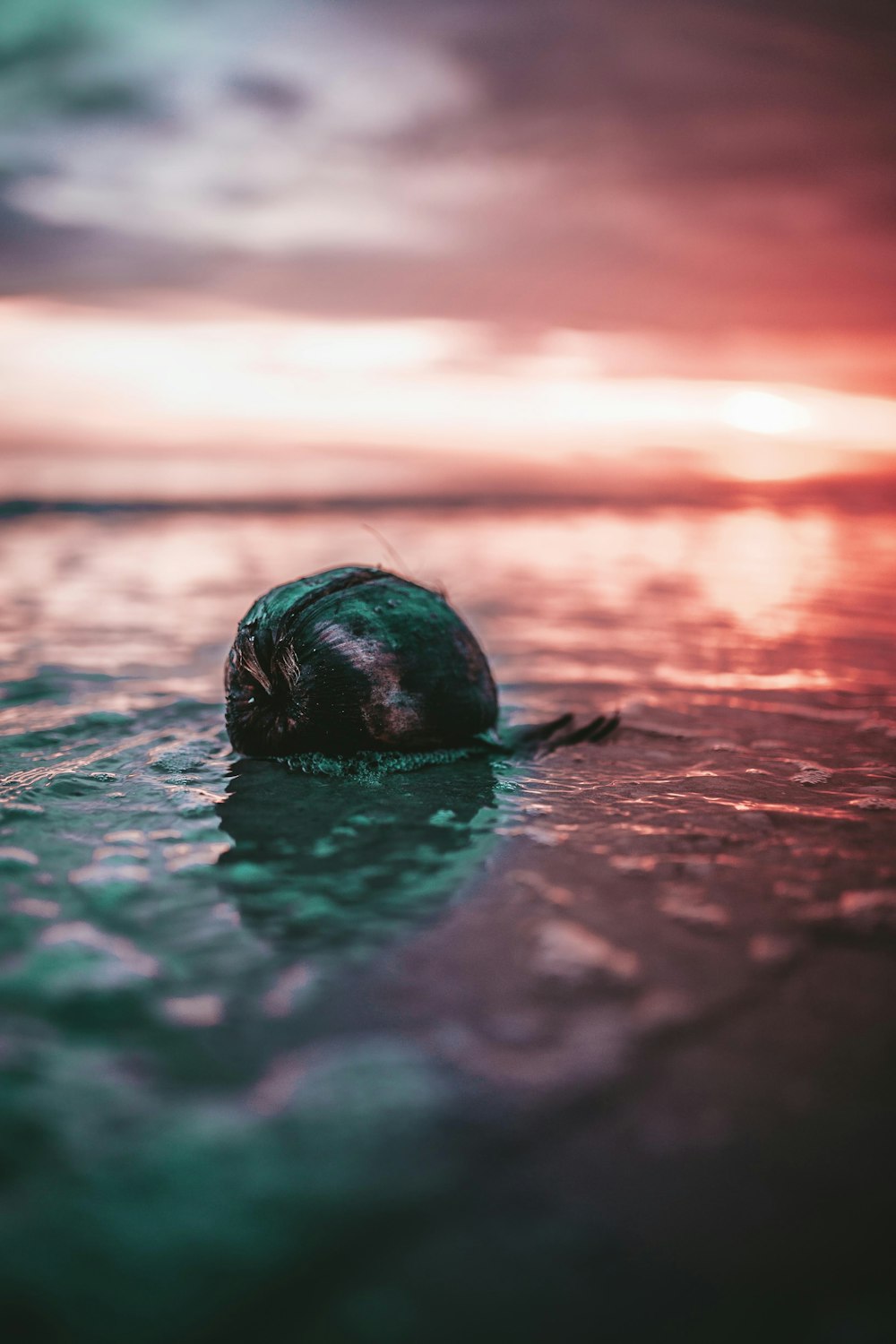 Mise au point sélective de l’escargot sur le plan d’eau