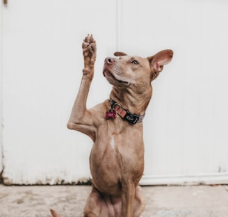 short-coated brown dog