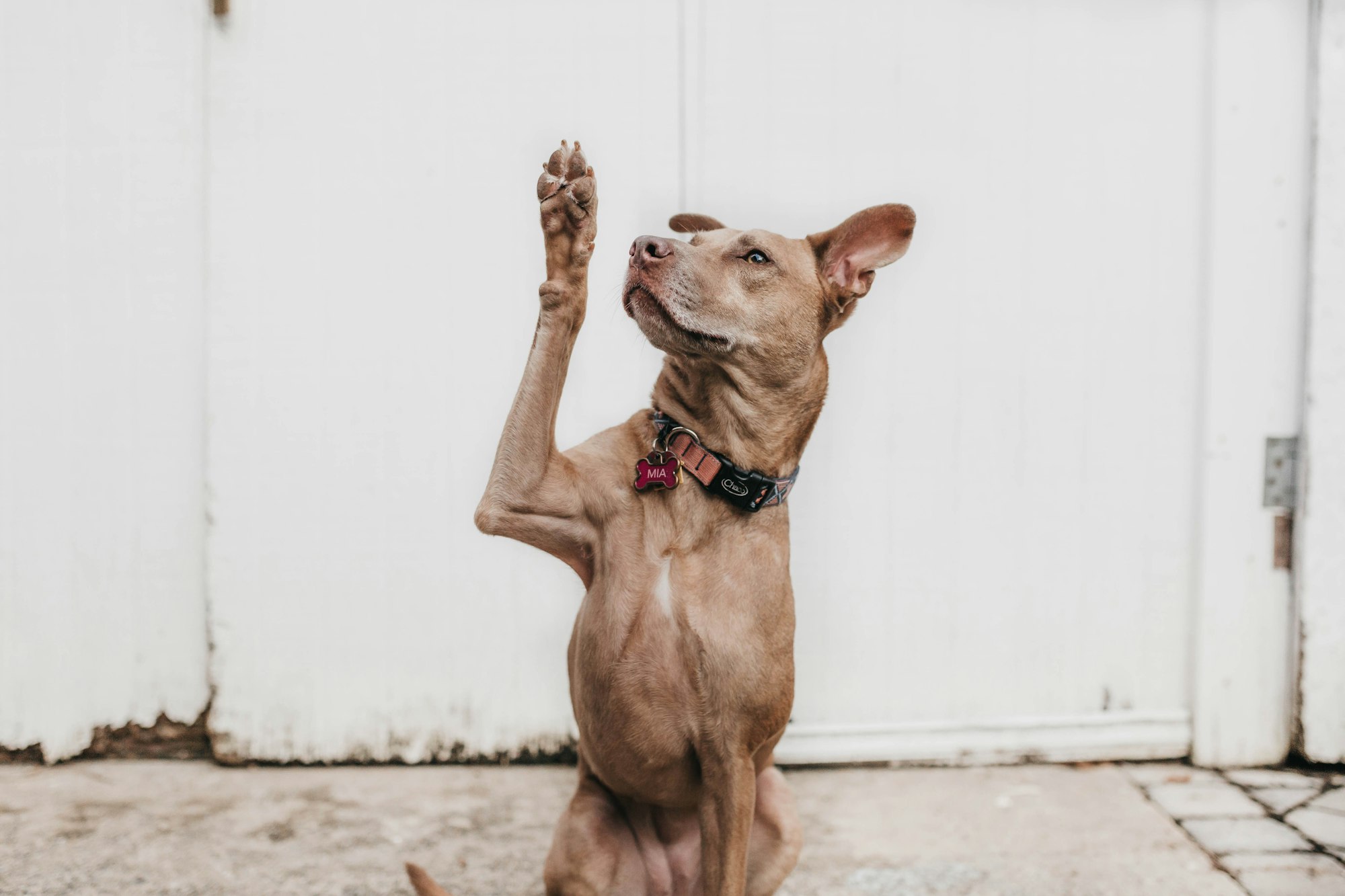 Broken toe in short-coated brown dog
