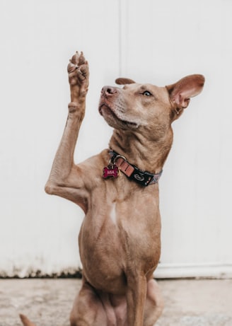 short-coated brown dog