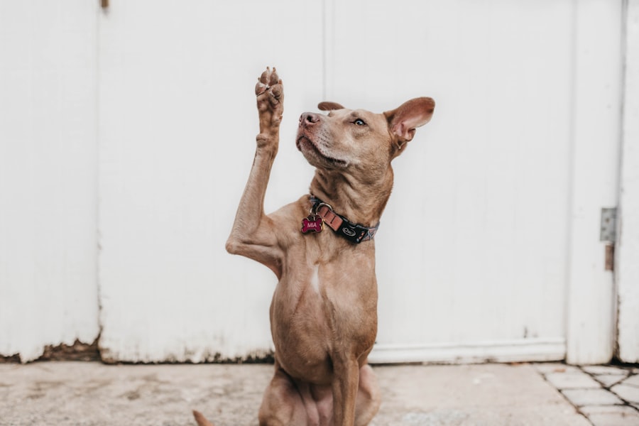 A brown dog raises their paw in a manner reminiscent of a person raising their hand to ask a question.