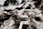 A collection of driftwood with intricate, twisted shapes and textures. The wood appears bleached and weathered, with fibers and knots visible. In the background, there are blurry, dark silhouettes of trees and a light sky.