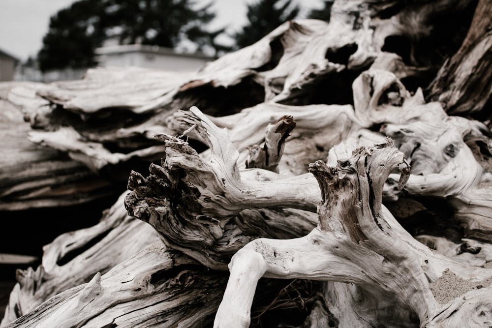 close up photography of beige driftwood