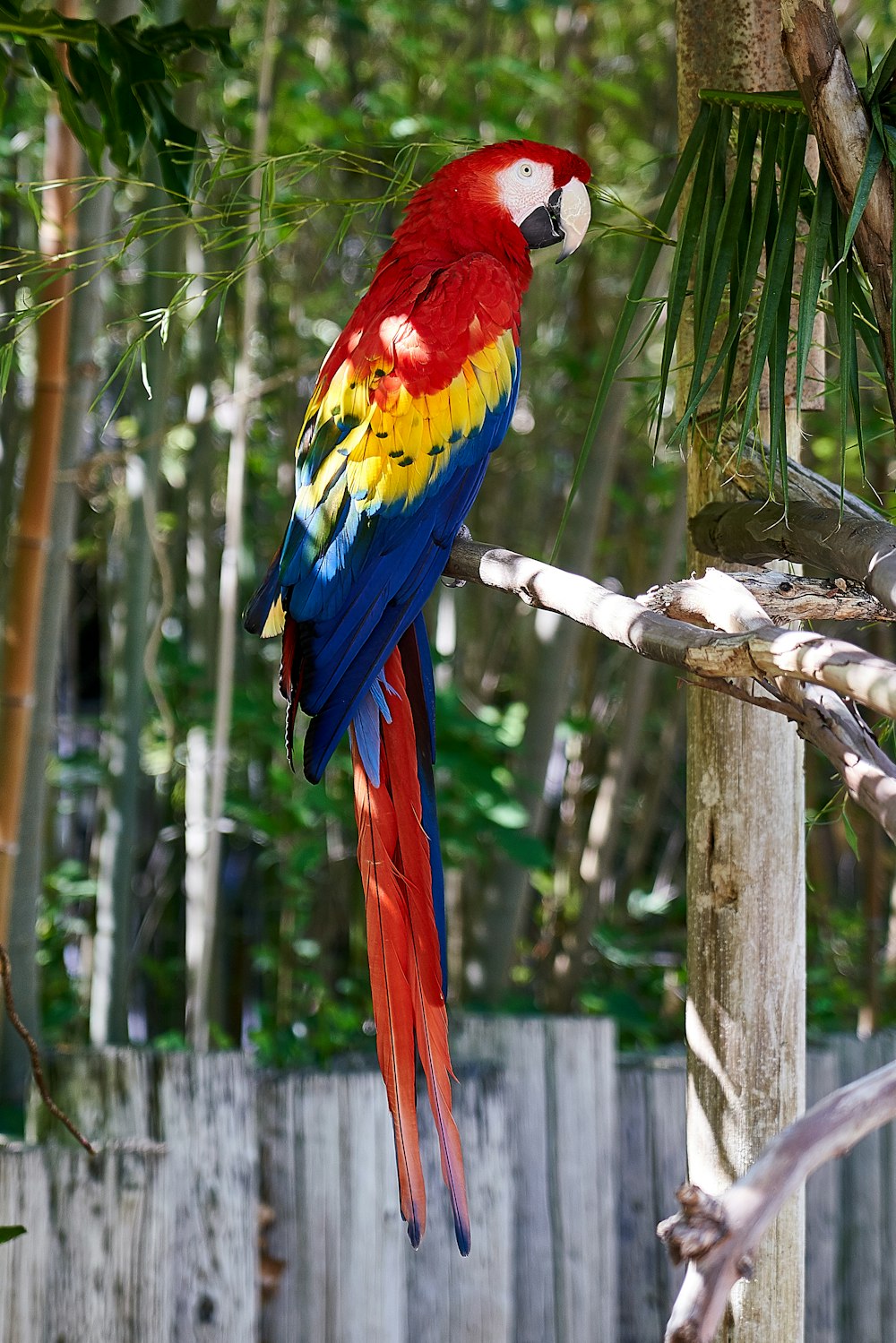 loro en la rama de un árbol