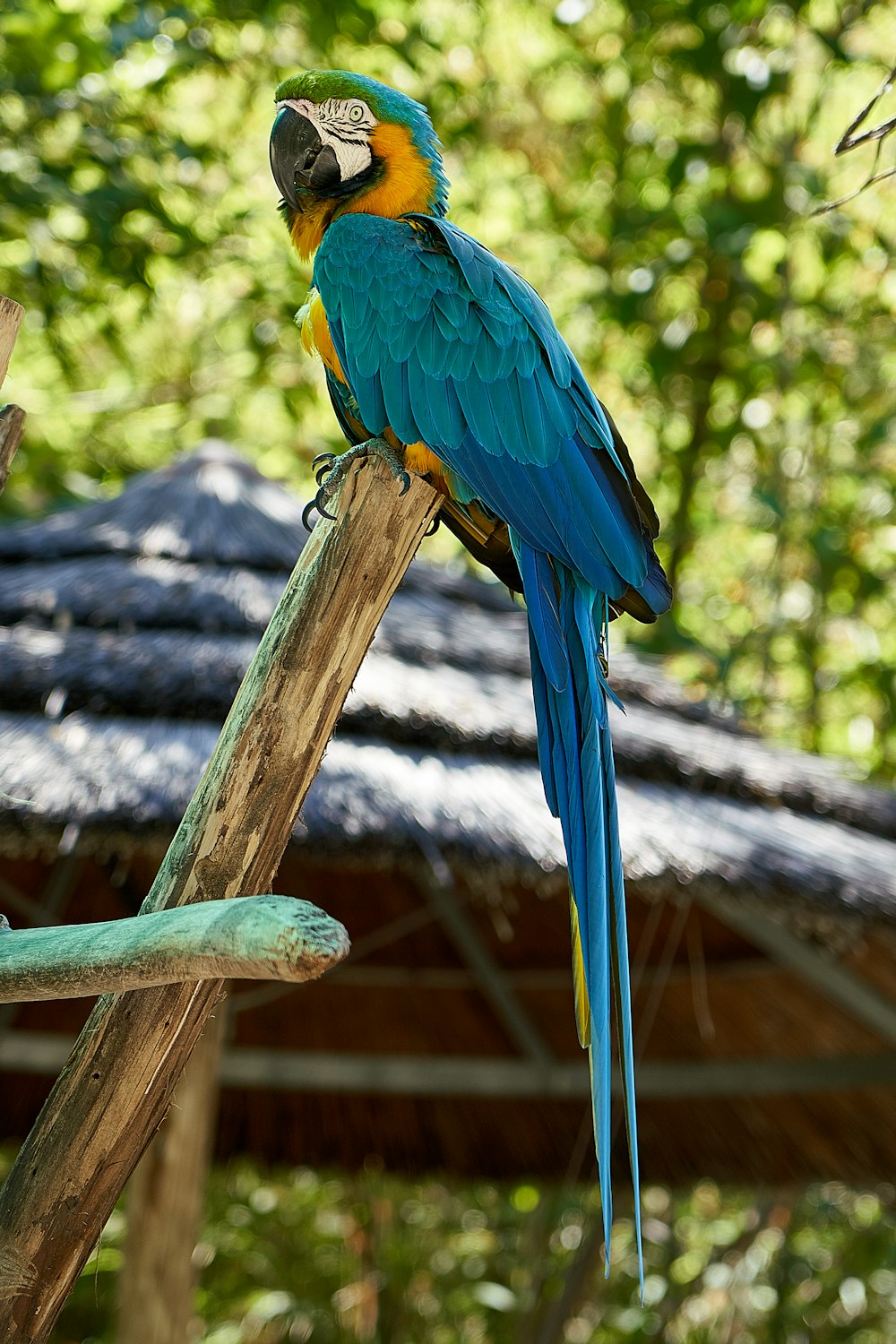 Blauer und orangefarbener Papagei