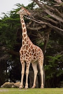 giraffe standing near tree at daytime