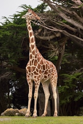 giraffe standing near tree at daytime