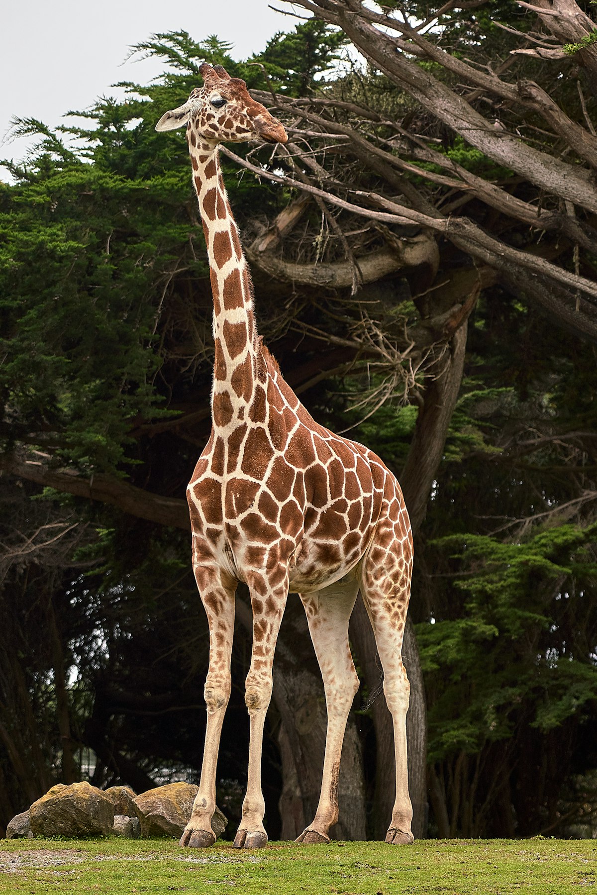 Encountering the Majestic Giraffe: My Safari Adventure in Africa
