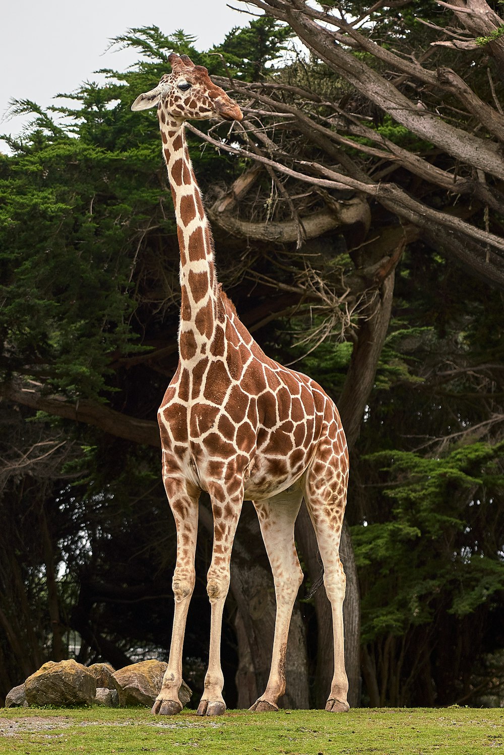 giraffe standing near tree at daytime