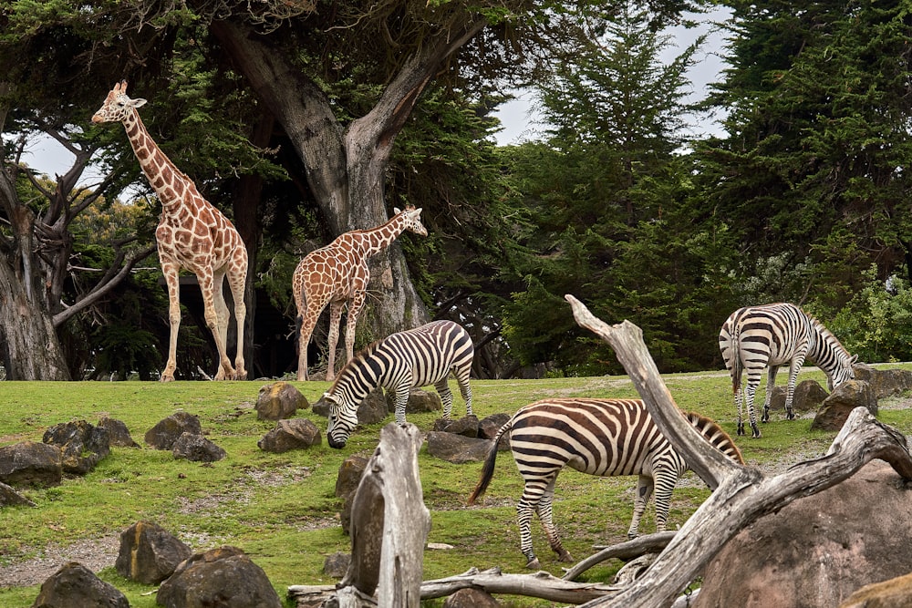 two giraffe and three zebra on green grass field under trees at daytime