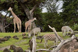 Family on Safari Drive