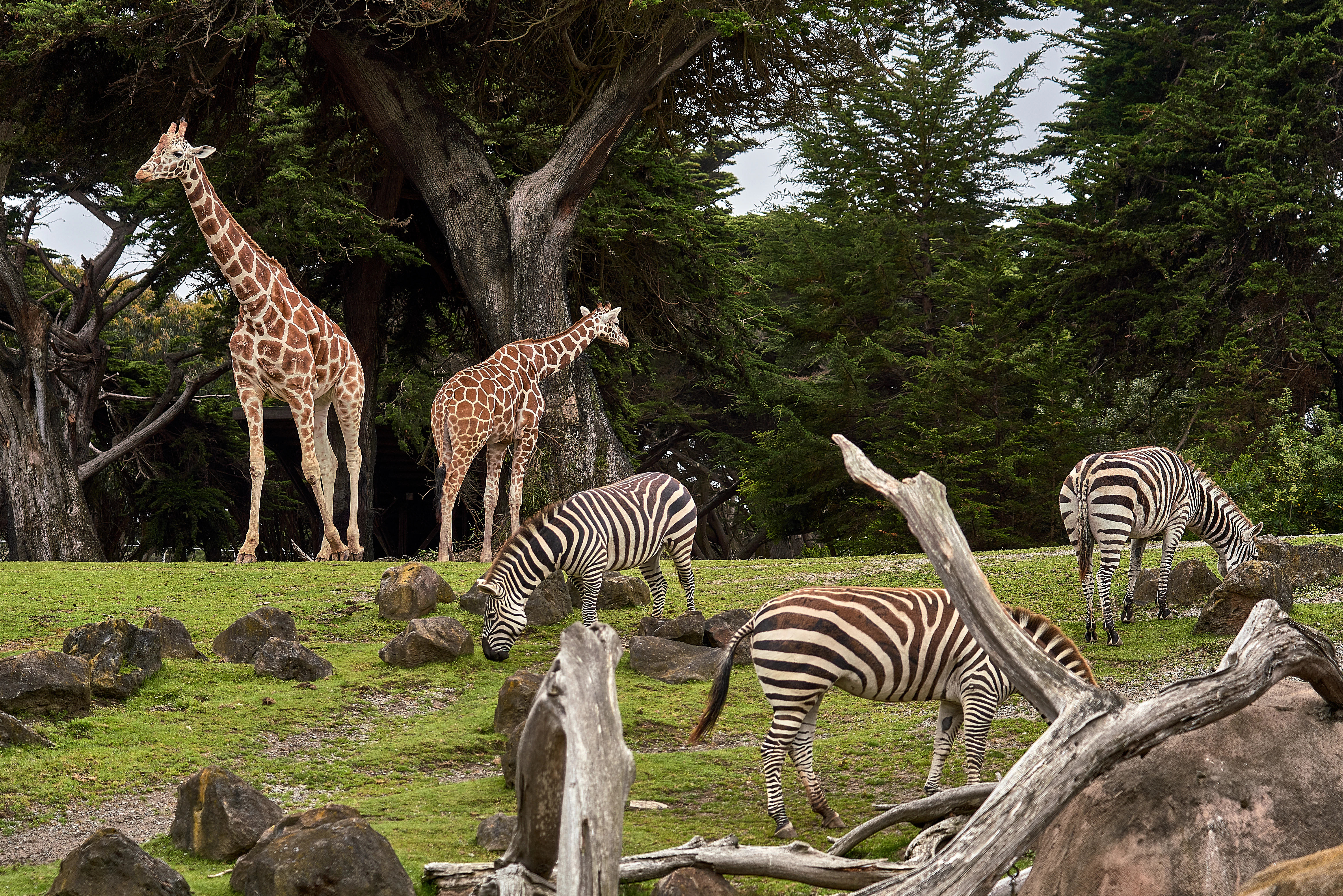 Hyderabad to Wayanad & Bandipur: 2026 Wildlife & Western Ghats Guide
