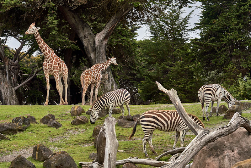 Giraffe