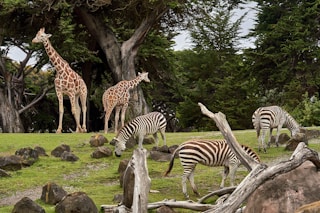 two giraffe and three zebra on green grass field under trees at daytime