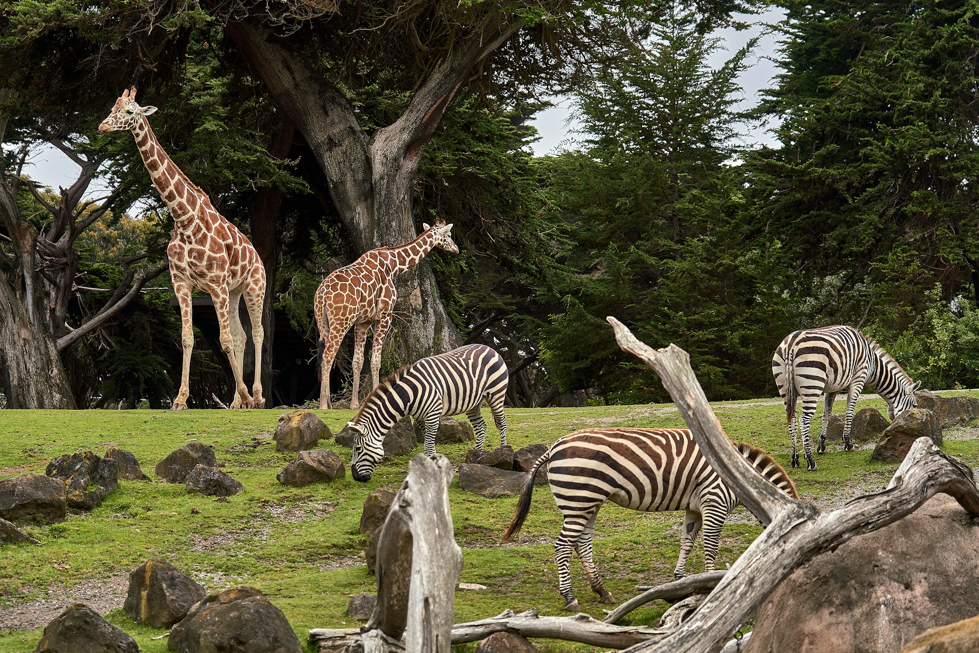 Hilarious Video Of Zoo Goes Viral