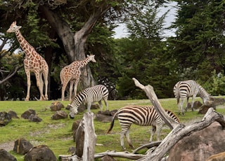 two giraffe and three zebra on green grass field under trees at daytime